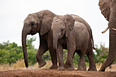 Zwei junge afrikanische Elefanten, Loxodonta africana, gehen nebeneinander. Mashatu-Wildreservat, Botsuana.