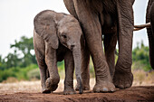 Ein afrikanisches Elefantenkalb, Loxodonta africana, beschützt von seiner Mutter. Mashatu-Wildreservat, Botsuana.