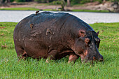 Ein Flusspferd, Hippopotamus amphibius, beim Grasen auf einer Grasinsel. Chobe-Fluss, Chobe-Nationalpark, Botsuana.