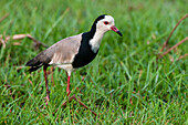 Portrait of a long-toed lapwing, Vanellus crassirostris, walking and hunting in tall grass. Chobe National Park, Botswana.