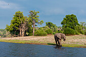 Ein afrikanischer Elefant, Loxodonta africana, trinkt von einem Ufer des Chobe-Flusses. Chobe-Fluss, Chobe-Nationalpark, Botsuana.