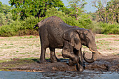 Ein afrikanischer Elefant, Loxodonta africana, beim Schlammbaden am Ufer des Chobe-Flusses. Chobe-Fluss, Chobe-Nationalpark, Botsuana.