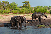 Afrikanische Elefanten, Loxodonta africana, beim Schlammbaden am Ufer des Chobe-Flusses. Chobe-Fluss, Chobe-Nationalpark, Botsuana.