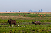 Afrikanischer Büffel, Syncerus caffer, Kuhreiher, Bubulcus ibis, und Impalas, Aepyceros melampus, in einer malerischen Landschaft... Chobe-Nationalpark, Botsuana.