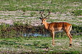 Porträt eines Impalas, Aepyceros melampus. Chobe-Nationalpark, Botsuana.