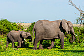 Ein weiblicher afrikanischer Elefant, Loxodonta africana, geht mit seinem Kalb spazieren. Chobe-Nationalpark, Botsuana.
