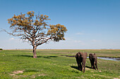 Zwei afrikanische Elefanten, Loxodonta africana, spazieren am Ufer des Chobe-Flusses. Chobe-Fluss, Chobe-Nationalpark, Botsuana.