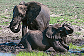 African elephants, Loxodonta africana, mud bathing on the banks of the Chobe River. Chobe River, Chobe National Park, Botswana.
