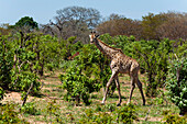 Eine weibliche Südliche Giraffe, Giraffa camelopardalis, beim Spaziergang im Busch. Chobe-Nationalpark, Botsuana.