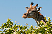Nahaufnahme eines Weibchens der Südlichen Giraffe, Giraffa camelopardalis. Chobe-Nationalpark, Botsuana.