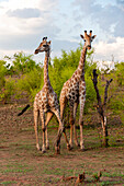 Eine männliche und eine weibliche Südliche Giraffe, Giraffa camelopardalis, gehen zusammen spazieren. Chobe-Nationalpark, Botsuana.