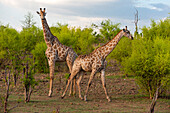 Ein Weibchen der Südlichen Giraffe, Giraffa camelopardalis, entfernt sich von einem Männchen. Chobe-Nationalpark, Botsuana.