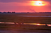 Eine Herde südlicher Giraffen, Giraffa camelopardalis, die bei Sonnenuntergang entlang des Chobe-Flusses wandert. Chobe-Fluss, Chobe-Nationalpark, Botsuana.