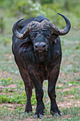Portrait of an African buffalo, Syncerus caffer, looking at the camera. Chobe National Park, Botswana.