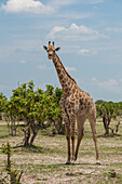 Porträt einer weiblichen Südlichen Giraffe, Giraffa camelopardalis, inmitten von Sträuchern und Bäumen. Savute-Sumpf, Chobe-Nationalpark, Botsuana.