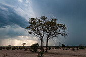 Lightning strikes on the horizon as a storm approaches. Savute Marsh, Chobe National Park, Botswana.