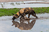Ein bemalter Wolf, Kap-Jagdhund oder Wildhund, Lycaon pictus, der im Wasser läuft. Khwai-Konzessionsgebiet, Okavango, Botsuana.