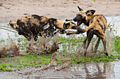 Zwei wilde Hunde oder bemalte Wölfe, Lycaon pictus, einer mit einem GPS-Halsband, kämpfen im Wasser. Khwai-Konzessionsgebiet, Okavango, Botsuana.