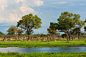 Impalas, Aepyceros melampus, beim Spaziergang entlang einer Wasserstraße im Okavango-Delta. Khwai-Konzessionsgebiet, Okavango, Botsuana.
