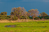 Impalas grasen auf frischen grünen Gräsern in der Nähe von Bäumen in einem Sumpfgebiet im Okavango-Delta. Khwai-Konzessionsgebiet, Okavango, Botsuana.