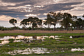 Eine Landschaft mit silhouettierten Bäumen und frischen Gräsern in einem Sumpf des Okavango-Deltas in der Dämmerung. Khwai-Konzessionsgebiet, Okavango, Botsuana.