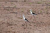 Porträt von zwei Stelzenläufern, Himantopus himantopus, beim Spazierengehen. Khwai-Konzessionsgebiet, Okavango, Botsuana.