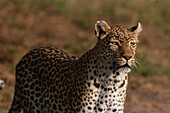 Porträt eines wachsamen Leoparden, Panthera pardus. Khwai-Konzession, Okavango-Delta, Botsuana.