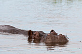 Ein Flusspferd, Hippopotamus amphibius, beim Schwimmen. Khwai-Konzession, Okavango-Delta, Botsuana.