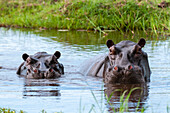 Two hippopotamuses, Hippopotamus amphibius, in the water, defending their territory. Khwai Concession, Okavango Delta, Botswana.