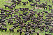 An aerial view of a herd of African buffalo, Syncerus caffer. Okavango Delta, Botswana.