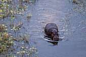 An aerial view of an hippopotamus, Hippopotamus amphibius, walking in the Okavango delta floodplains. Okavango Delta, Botswana.