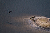 Luftaufnahme eines afrikanischen Darters, der über Nilkrokodile (Crocodylus niloticus) fliegt. Ein Krokodil befindet sich im Wasser, das andere ruht auf einer Bank. Okavango-Delta, Botsuana.