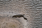 Luftaufnahme eines Nilkrokodils (Crocodylus niloticus), das sich an einem Flussufer in der Nähe von Flusspferdspuren im Schlamm ausruht. Okavango-Delta, Botsuana.