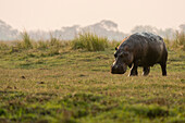 Porträt eines Flusspferdes, Hippopotamus amphibius, beim Gehen. Chobe-Nationalpark, Botsuana.