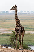 Porträt einer männlichen Giraffe, Giraffa camelopardalis. Chobe-Nationalpark, Botsuana.