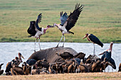 African white-backed vultures, Gyps africanus, and marabou storks, Leptoptilos crumenigerus, feeding on an African elephant carcass, Loxodonta africana. Chobe National Park, Botswana.