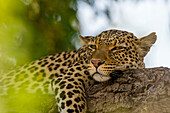 Ein Leopard, Panthera pardus, ruht sich auf einem Ast aus. Chobe-Nationalpark, Botsuana.