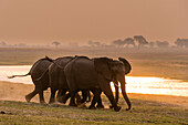 Drei afrikanische Elefanten, Loxodonta africana, die bei Sonnenuntergang auf den Chobe-Fluss zulaufen. Chobe-Nationalpark, Botsuana.