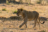 Porträt eines subadulten männlichen Löwen, Panthera leo, beim Laufen. Savute-Sumpf, Chobe-Nationalpark, Botsuana.