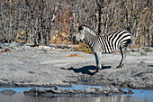 Portrait of a Burchell's or plains zebra, Equus burchelli, at a waterhole. Okavango Delta, Botswana.