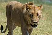 Nahaufnahme eines subadulten männlichen Löwen, Panthera leo. Okavango-Delta, Botsuana.
