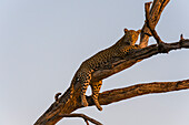 Ein Leopard, Panthera pardus, ruht sich in einer Baumkrone aus und wärmt sich an den letzten Sonnenstrahlen. Okavango-Delta, Botsuana.