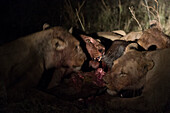 Löwen, Panthera leo, beim Fressen eines Gnu-Kadavers in der Nacht. Okavango-Delta, Botsuana.
