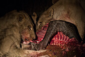 Löwen, Panthera leo, bei der nächtlichen Fütterung eines Gnu-Kadavers. Okavango-Delta, Botsuana.