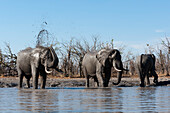 Afrikanische Elefanten, Loxodonta africana, beim Trinken und Schlammbaden an einem Wasserloch. Okavango-Delta, Botsuana.