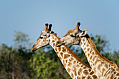 Ein Porträt von zwei männlichen Südlichen Giraffen, Giraffa camelopardalis giraffa. Okavango-Delta, Botsuana.