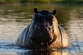 Porträt eines aggressiven Nilpferds, Hippopotamus amphibius, im Wasser. Okavango-Delta, Botsuana.