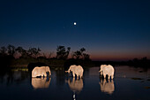 Drei afrikanische Elefanten, Loxodonta africana, beim Trinken im Khwai-Fluss bei Nacht. Khwai-Fluss, Okavango-Delta, Botsuana.
