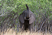 Ein Afrikanischer Elefant, Loxodonta africana, wittert die Luft im Savuti-Sumpf des Chobe-Nationalparks. Botsuana.