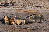 A lion pride, Panthera leo, drinking at a small waterhole in Chobe National Park's Savuti marsh. Botswana.